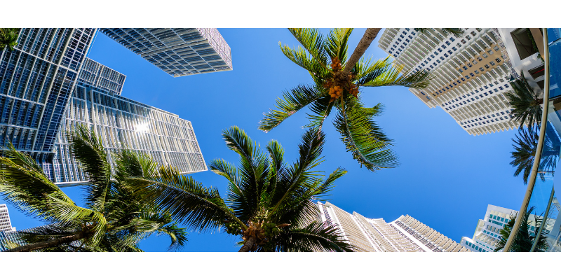 skyscrapers and palm trees